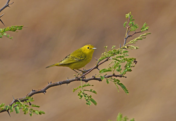 Yellow Warbler