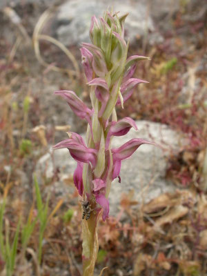 Anacamptis sancta - Heilige orchis