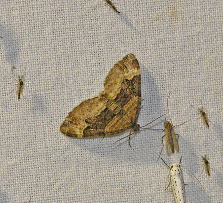 Xanthorhoe biriviata - Springzaadbandspanner