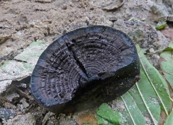 Daldinia concentrica - Kogelhoutskoolzwam