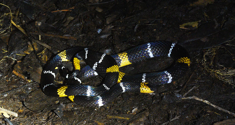 Micrurus hemprichii hemprichii - Echte Breed-zwartbandige Koraalslang