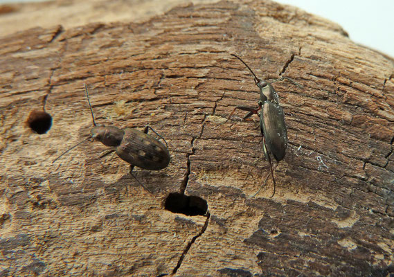Bembidion litorale (links) en Bembidion argenteolum (rechts)