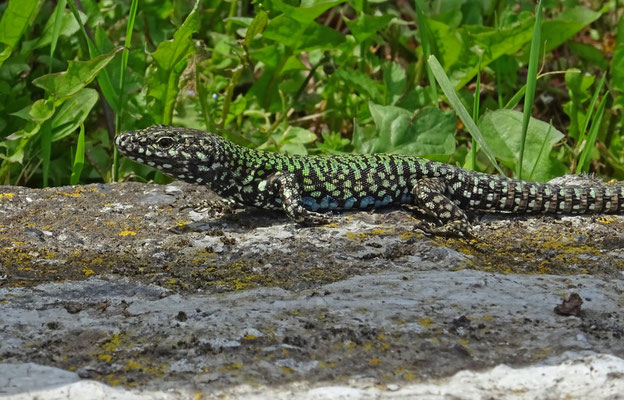 Muurhagedis (Podarcis muralis)