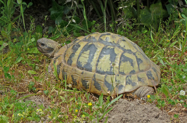 Testudo hermanni - Griekse landschildpad