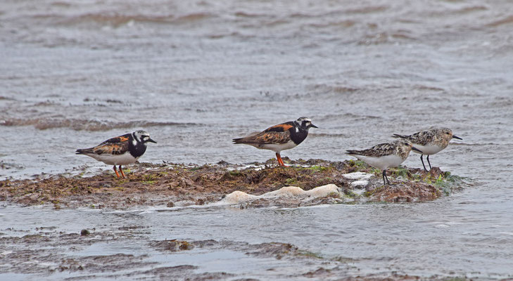 Steenloper en Drieteenstrandloper