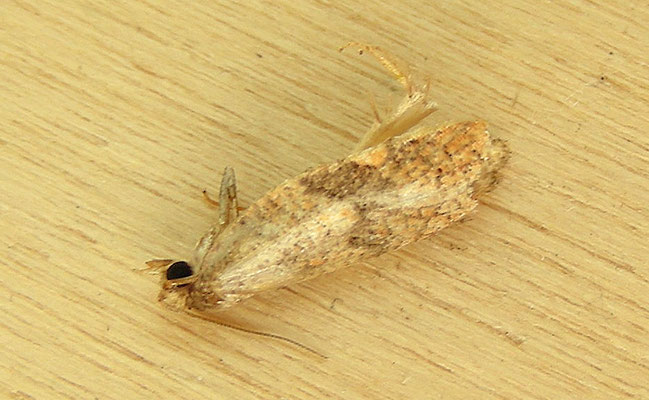 Epagoge grotiana - Schemerbladroller
