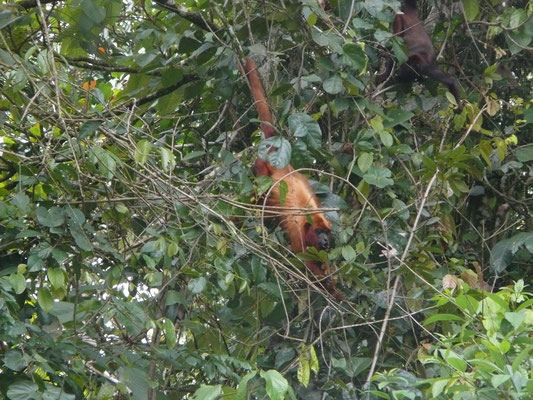 Alouatta macconnelli - Guyanabrulaap