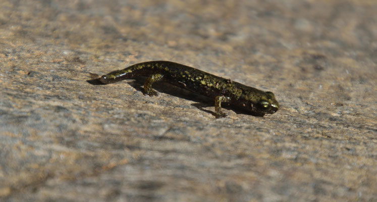 Speleomantes genei B