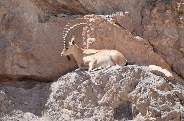 Nubische steenbok