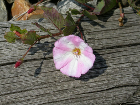 Convolvulus arvensis - Akkerwinde