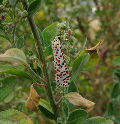 Utetheisa pulchella