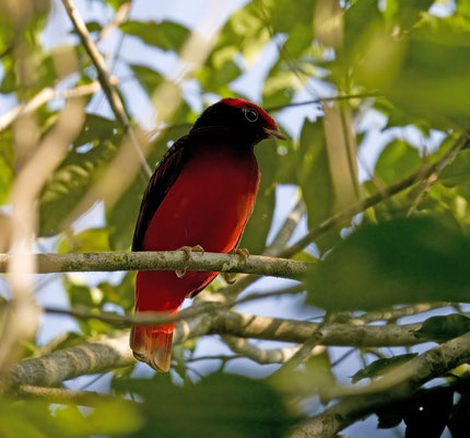 Guianan Red-Cotinga