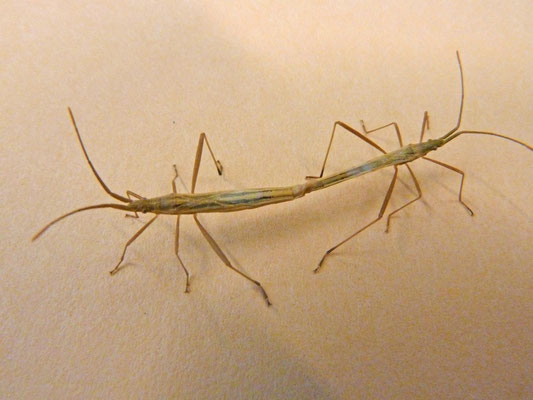 Notostira elongata - Bruine Graswants