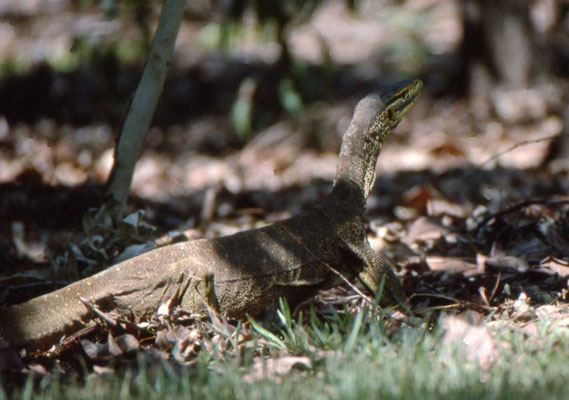 Varanus gouldii - Gould's Monitor