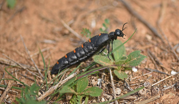 Berberomeloe spec.