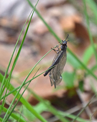Myrmeleon formicarius - Zwartkopmierenleeuw