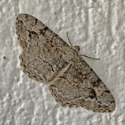 Alcis repandata - Variabele spikkelspanner