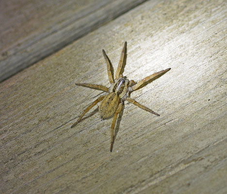 Hogna radiata