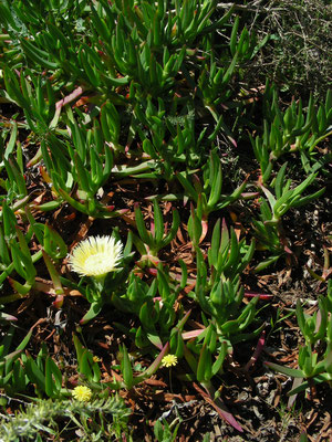 Carpobrotus edulis - Hottentotvijg