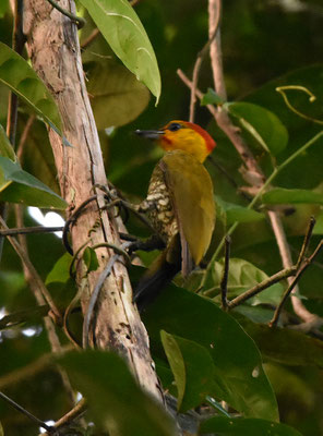Yellow-throated Woodpecker