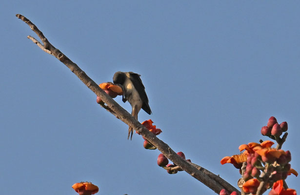 Nectarinia coccinigaster - Splendid Sunbird
