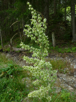 Veratrum album