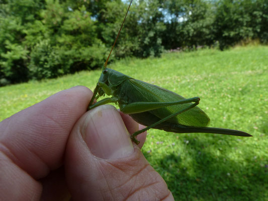 Kleine groene sabelsprinkhaan