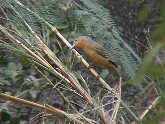 Dryoscopus gambensis - Northern Puffback