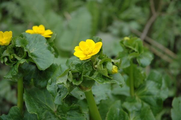 Caltha palustris araneosa - Spindotter