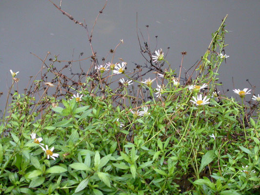 Erigeron karvinskianus - Muur- of Madelieffijnstraal