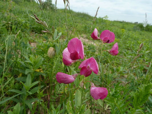 Lathyrus tuberosus - Aardaker