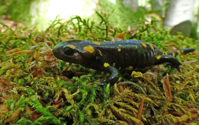 Salamandra corsica