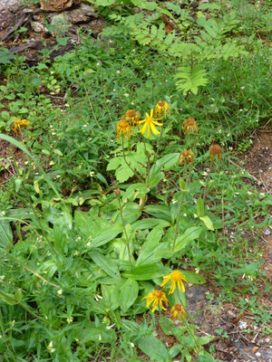Rudbeckia laciniata  Slipbladige rudbeckia