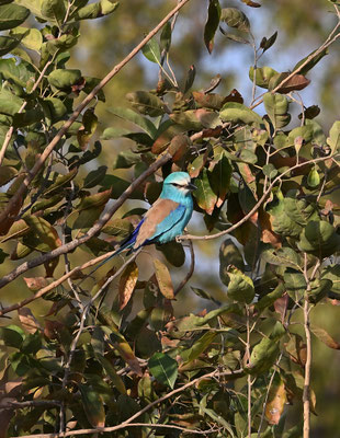 Coracias abyssiniica - Abyssinian Roller