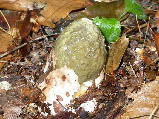 Phallus impudicus - Grote stinkzwam