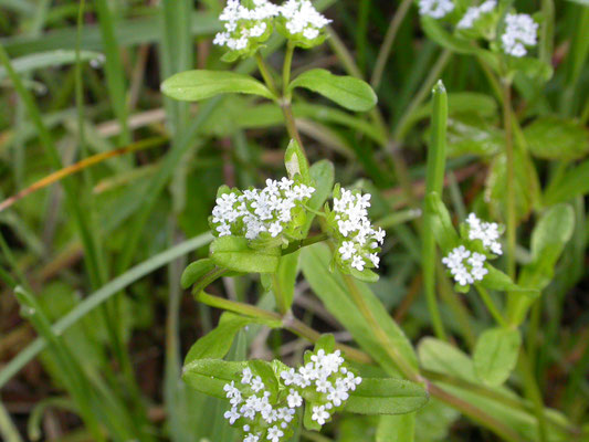 Valerianella locusta - Gewone veldsla