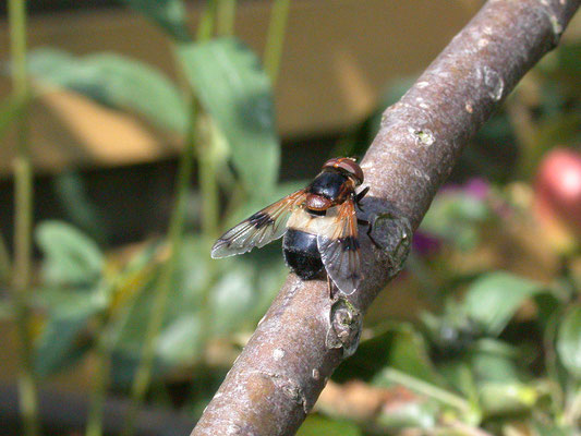 Volucella pellucens - Witte reus