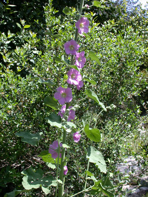 Althaea pallida