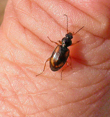 Bembidion tetracolum