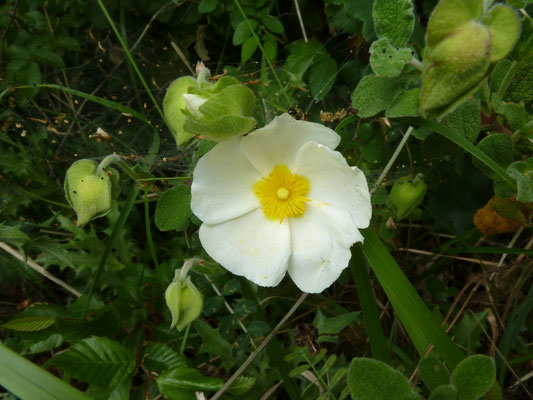 Cistus salviolus