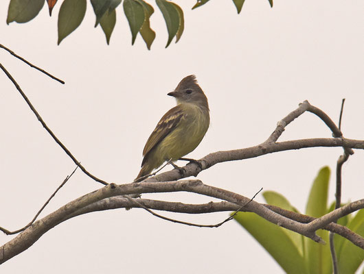 Plain-crested Elaenia