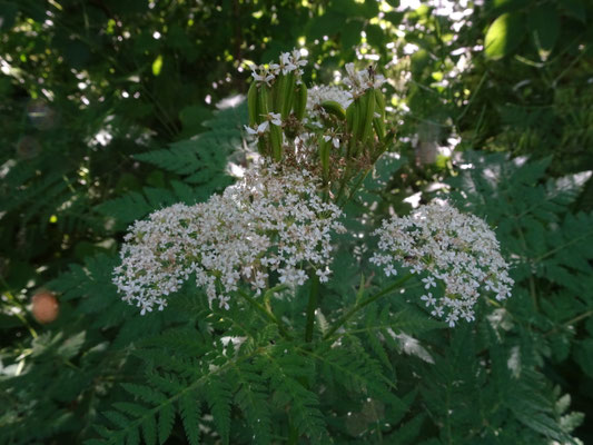 Myrrhis odorata - Roomse kervel