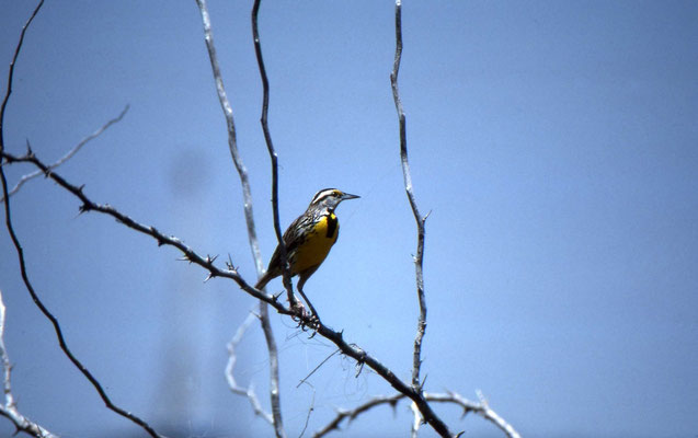 Eastern Meadowlark