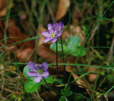 Hepatica nobilis - Leverbloempje