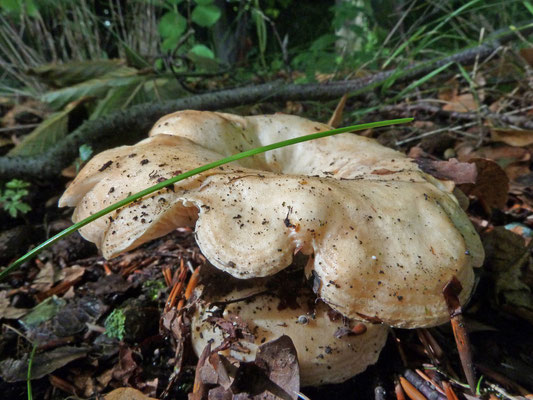 Lactarius acerrimus - Gekroesde melkzwam