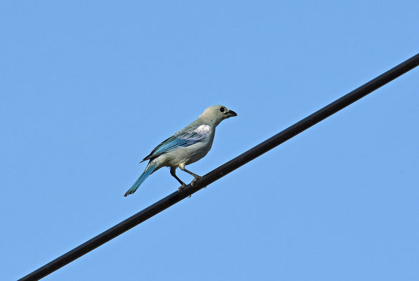 Blue-gray Tanager
