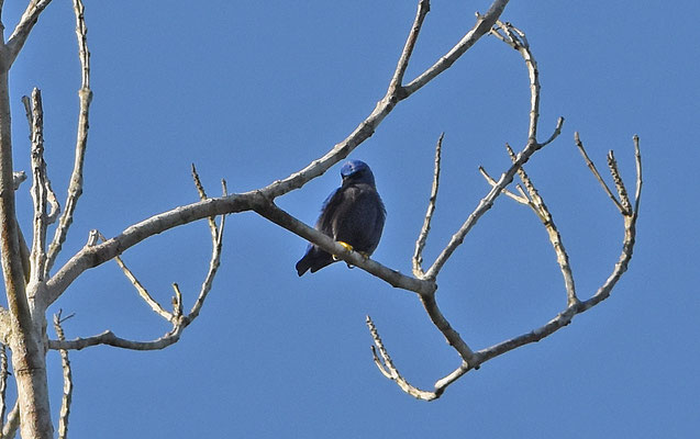 Purple Honeycreeper