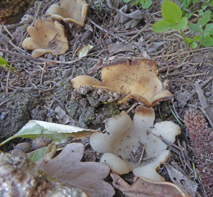 Geopora sumneriana - Cedergrondbekerzwam