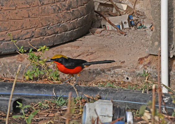 Laniarius barbarus - Common Gonolek (Yellow-crowned G.)