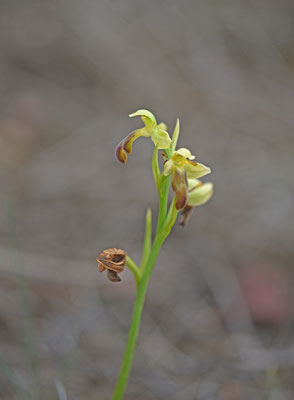 Bruine ophrys